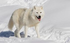 Parc Omega